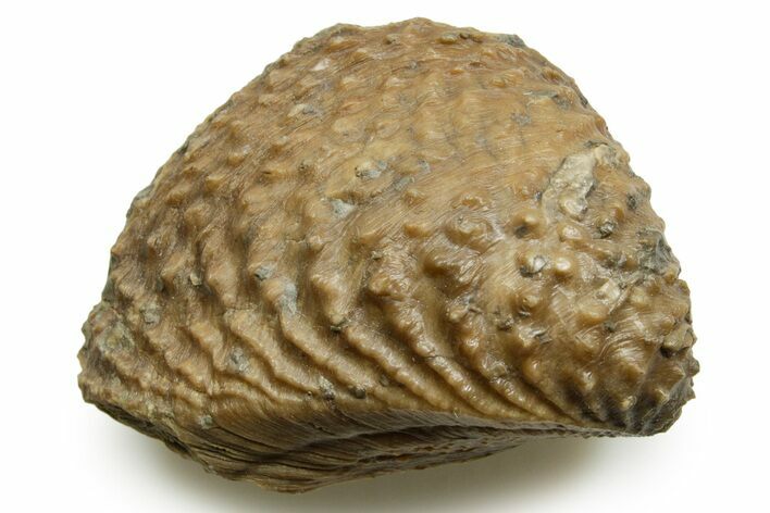 Jurassic Fossil Bivalve (Trigonia) - Germany #377586